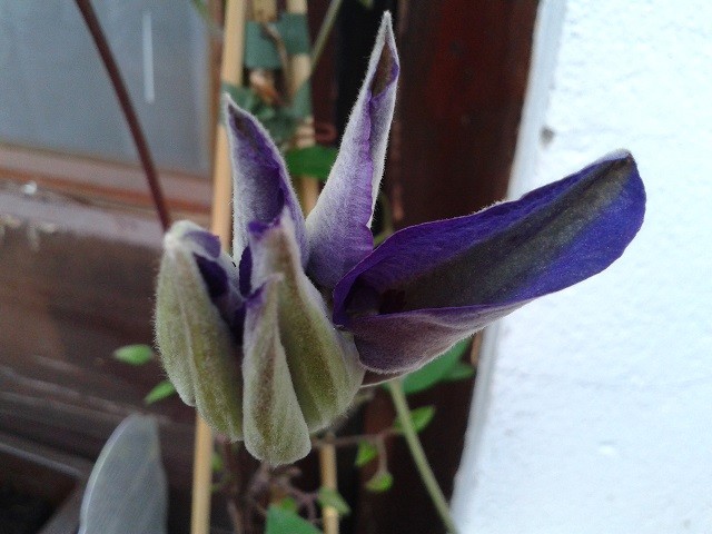 clematis the president